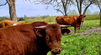 Saimniecība ar māju un plašu zemi Talsu novadā