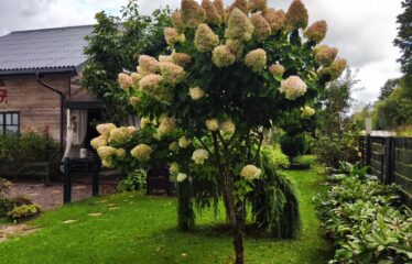 Privātmāja ar saimniecības ēku Tukumā